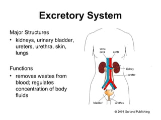 Excretory System 
Major Structures 
• kidneys, urinary bladder, 
ureters, urethra, skin, 
lungs 
Functions 
• removes wastes from 
blood; regulates 
concentration of body 
fluids 
 