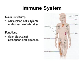 Immune System 
Major Structures 
• white blood cells, lymph 
nodes and vessels, skin 
Functions 
• defends against 
pathogens and diseases 
 