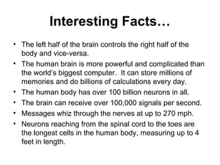 Interesting Facts… 
• The left half of the brain controls the right half of the 
body and vice-versa. 
• The human brain is more powerful and complicated than 
the world’s biggest computer. It can store millions of 
memories and do billions of calculations every day. 
• The human body has over 100 billion neurons in all. 
• The brain can receive over 100,000 signals per second. 
• Messages whiz through the nerves at up to 270 mph. 
• Neurons reaching from the spinal cord to the toes are 
the longest cells in the human body, measuring up to 4 
feet in length. 
 