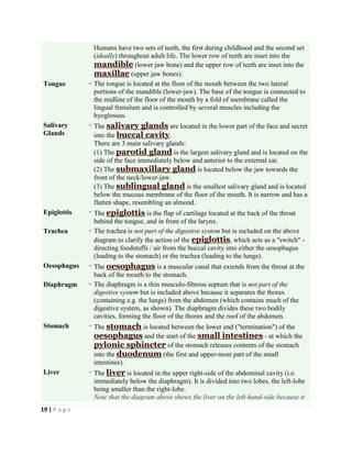 19 | P a g e
Humans have two sets of teeth, the first during childhood and the second set
(ideally) throughout adult life. The lower row of teeth are inset into the
mandible (lower jaw bone) and the upper row of teeth are inset into the
maxillae (upper jaw bones).
Tongue - The tongue is located at the floor of the mouth between the two lateral
portions of the mandible (lower-jaw). The base of the tongue is connected to
the midline of the floor of the mouth by a fold of membrane called the
lingual frenulum and is controlled by several muscles including the
hyoglossus.
Salivary
Glands
- The salivary glands are located in the lower part of the face and secret
into the buccal cavity.
There are 3 main salivary glands:
(1) The parotid gland is the largest salivary gland and is located on the
side of the face immediately below and anterior to the external ear.
(2) The submaxillary gland is located below the jaw towards the
front of the neck/lower-jaw.
(3) The sublingual gland is the smallest salivary gland and is located
below the mucous membrane of the floor of the mouth. It is narrow and has a
flatten shape, resembling an almond.
Epiglottis - The epiglottis is the flap of cartilage located at the back of the throat
behind the tongue, and in front of the larynx.
Trachea - The trachea is not part of the digestive system but is included on the above
diagram to clarify the action of the epiglottis, which acts as a "switch" -
directing foodstuffs / air from the buccal cavity into either the oesophagus
(leading to the stomach) or the trachea (leading to the lungs).
Oesophagus - The oesophagus is a muscular canal that extends from the throat at the
back of the mouth to the stomach.
Diaphragm - The diaphragm is a thin musculo-fibrous septum that is not part of the
digestive system but is included above because it separates the thorax
(containing e.g. the lungs) from the abdomen (which contains much of the
digestive system, as shown). The diaphragm divides these two bodily
cavities, forming the floor of the thorax and the roof of the abdomen.
Stomach - The stomach is located between the lower end ("termination") of the
oesophagus and the start of the small intestines - at which the
pylonic sphincter of the stomach releases contents of the stomach
into the duodenum (the first and upper-most part of the small
intestines).
Liver - The liver is located in the upper right-side of the abdominal cavity (i.e.
immediately below the diaphragm). It is divided into two lobes, the left-lobe
being smaller than the right-lobe.
Note that the diagram above shows the liver on the left-hand-side because it
 