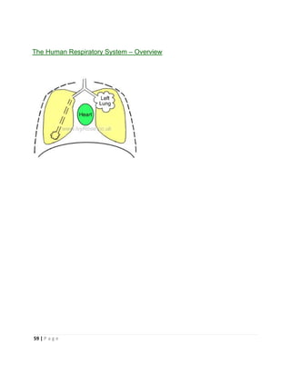 59 | P a g e
The Human Respiratory System – Overview
 