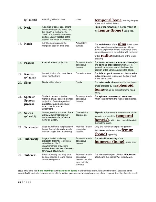 Bone Markings Chart