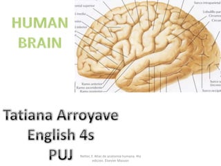 HUMAN BRAIN Tatiana Arroyave English 4s PUJ Netter, F. Atlas de anatomía humana. 4ta edicion. Elsevier Masson 