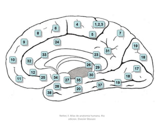 Netter, F. Atlas de anatomía humana. 4ta edicion. Elsevier Masson