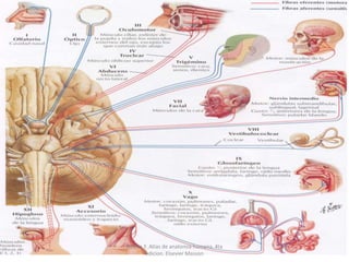 Netter, F. Atlas de anatomía humana. 4ta edicion. Elsevier Masson