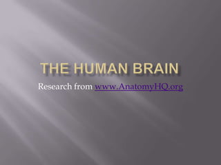 The Human Brain Research from www.AnatomyHQ.org 