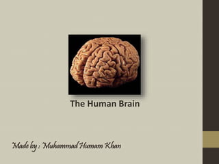 The Human Brain
Made by : Muhammad Humam Khan
 