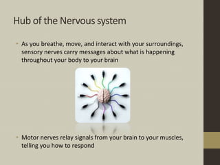 Hub of the Nervous system
• As you breathe, move, and interact with your surroundings,
sensory nerves carry messages about what is happening
throughout your body to your brain
• Motor nerves relay signals from your brain to your muscles,
telling you how to respond
 