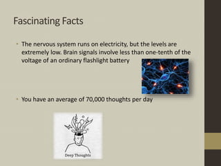 Fascinating Facts
• The nervous system runs on electricity, but the levels are
extremely low. Brain signals involve less than one-tenth of the
voltage of an ordinary flashlight battery
• You have an average of 70,000 thoughts per day
 