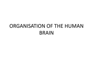 ORGANISATION OF THE HUMAN
BRAIN
 