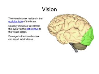Visual Brain The human brain | PPTX