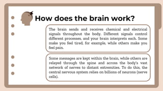 How does the brain work?
The brain sends and receives chemical and electrical
signals throughout the body. Different signals control
different processes, and your brain interprets each. Some
make you feel tired, for example, while others make you
feel pain.
Some messages are kept within the brain, while others are
relayed through the spine and across the body’s vast
network of nerves to distant extremities. To do this, the
central nervous system relies on billions of neurons (nerve
cells).
 