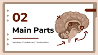 Main Parts
02
Main Parts of the Brain and Their Functions
 