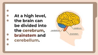 At a high level,
the brain can
be divided into
the cerebrum,
brainstem and
cerebellum.
 