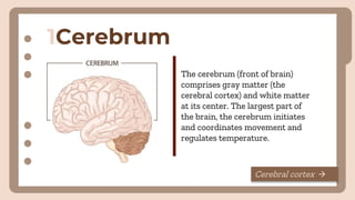1Cerebrum
The cerebrum (front of brain)
comprises gray matter (the
cerebral cortex) and white matter
at its center. The largest part of
the brain, the cerebrum initiates
and coordinates movement and
regulates temperature.
Cerebral cortex →
 