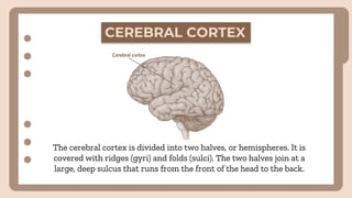 CEREBRAL CORTEX
The cerebral cortex is divided into two halves, or hemispheres. It is
covered with ridges (gyri) and folds (sulci). The two halves join at a
large, deep sulcus that runs from the front of the head to the back.
 