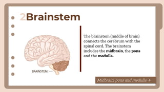 2Brainstem
The brainstem (middle of brain)
connects the cerebrum with the
spinal cord. The brainstem
includes the midbrain, the pons
and the medulla.
Midbrain, pons and medulla →
 