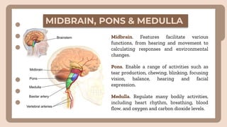 MIDBRAIN, PONS & MEDULLA
Midbrain. Features facilitate various
functions, from hearing and movement to
calculating responses and environmental
changes.
Pons. Enable a range of activities such as
tear production, chewing, blinking, focusing
vision, balance, hearing and facial
expression.
Medulla. Regulate many bodily activities,
including heart rhythm, breathing, blood
flow, and oxygen and carbon dioxide levels.
 