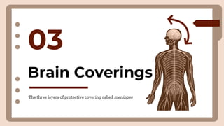 03
The three layers of protective covering called meninges
Brain Coverings
 