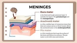 MENINGES
Dura mater
is the thick and tough outermost layer. It
includes two layers: The periosteal layer and
the meningeal layer.
Arachnoid mater
is a thin, weblike layer of connective tissue that
does not contain nerves or blood vessels. Below
the arachnoid mater is the cerebrospinal fluid.
Pia mater
is a thin membrane that hugs the surface of
the brain and follows its contours. The pia
mater is rich with veins and arteries.
 