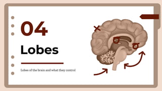 Lobes
04
Lobes of the brain and what they control
 