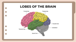 LOBES OF THE BRAIN
 
