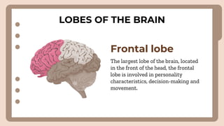 LOBES OF THE BRAIN
Frontal lobe
The largest lobe of the brain, located
in the front of the head, the frontal
lobe is involved in personality
characteristics, decision-making and
movement.
 