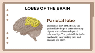 LOBES OF THE BRAIN
Parietal lobe
The middle part of the brain, the
parietal lobe helps a person identify
objects and understand spatial
relationships. The parietal lobe is also
involved in interpreting pain and
touch in the body.
 