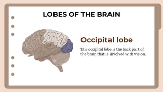 LOBES OF THE BRAIN
Occipital lobe
The occipital lobe is the back part of
the brain that is involved with vision.
 