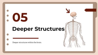 Deeper Structures
05
Deeper structures within the brain.
 
