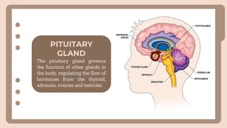 PITUITARY
GLAND
The pituitary gland governs
the function of other glands in
the body, regulating the flow of
hormones from the thyroid,
adrenals, ovaries and testicles.
 
