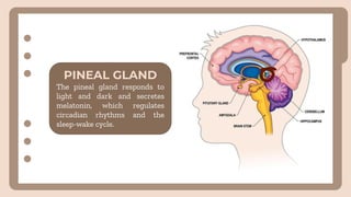 PINEAL GLAND
The pineal gland responds to
light and dark and secretes
melatonin, which regulates
circadian rhythms and the
sleep-wake cycle.
 