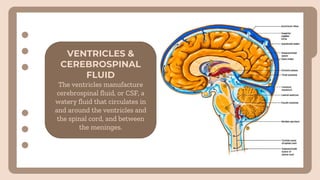 VENTRICLES &
CEREBROSPINAL
FLUID
The ventricles manufacture
cerebrospinal fluid, or CSF, a
watery fluid that circulates in
and around the ventricles and
the spinal cord, and between
the meninges.
 