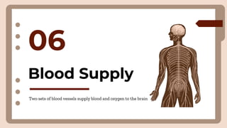 06
Two sets of blood vessels supply blood and oxygen to the brain
Blood Supply
 