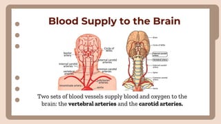 Blood Supply to the Brain
Two sets of blood vessels supply blood and oxygen to the
brain: the vertebral arteries and the carotid arteries.
 