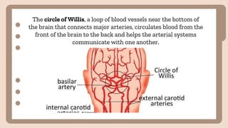 The circle of Willis, a loop of blood vessels near the bottom of
the brain that connects major arteries, circulates blood from the
front of the brain to the back and helps the arterial systems
communicate with one another.
 