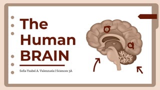 The
Human
BRAIN
Sofia Ysabel A. Valenzuela | Sciences 3A
 