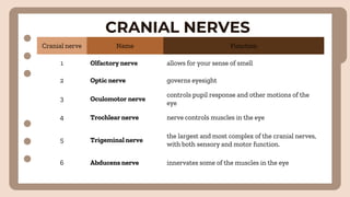 CRANIAL NERVES
Cranial nerve Name Function
1 Olfactory nerve allows for your sense of smell
2 Optic nerve governs eyesight
3 Oculomotor nerve
controls pupil response and other motions of the
eye
4 Trochlear nerve nerve controls muscles in the eye
5 Trigeminal nerve
the largest and most complex of the cranial nerves,
with both sensory and motor function.
6 Abducens nerve innervates some of the muscles in the eye
 