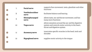 7 Facial nerve
supports face movement, taste, glandular and other
functions
8
Vestibulocochlear
nerve
facilitates balance and hearing
9
Glossopharyngeal
nerve
allows taste, ear and throat movement, and has
many more functions
10 Vagus nerve
allows sensation around the ear and the digestive
system and controls motor activity in the heart,
throat and digestive system
11 Accessory nerve
innervates specific muscles in the head, neck and
shoulder
12 Hypoglossal nerve supplies motor activity to the tongue
 