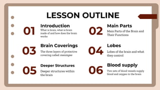 Introduction Main Parts
Brain Coverings
Deeper Structures
01 02 Main Parts of the Brain and
Their Functions
03 The three layers of protective
covering called meninges 04
Deeper structures within
the brain
LESSON OUTLINE
What is brain, what is brain
made of and how does the brain
works
Lobes
05
Lobes of the brain and what
they control
Blood supply
06 Two sets of blood vessels supply
blood and oxygen to the brain
 