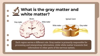 What is the gray matter and
white matter?
Each region serves a different role. Gray matter is primarily responsible for
processing and interpreting information, while white matter transmits that
information to other parts of the nervous system.
 