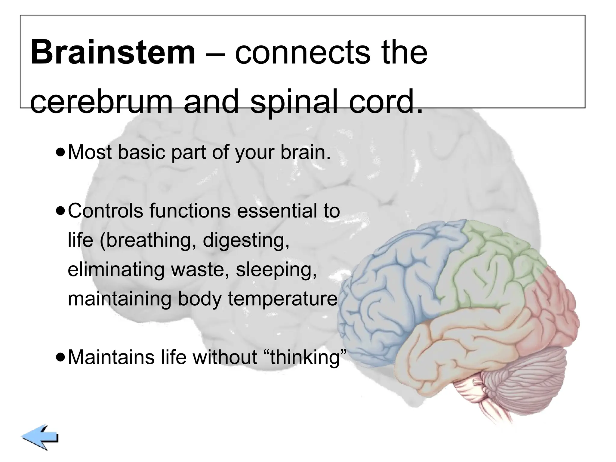 The Human Brain to present the structure of brain | PPTX