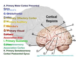 The Human Brain to present the structure of brain | PPTX