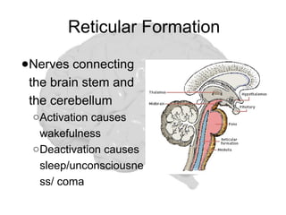 Brain Reticulum The Human Brain to present the structure of brain | PPTX