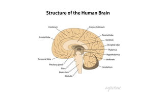 Brain Function Loction Parts of the human brain ( location, function and structure) | PPTX