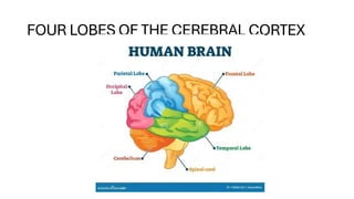 Parts of the human brain ( location, function and structure) | PPTX