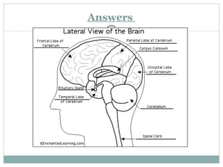 The human brain presentation