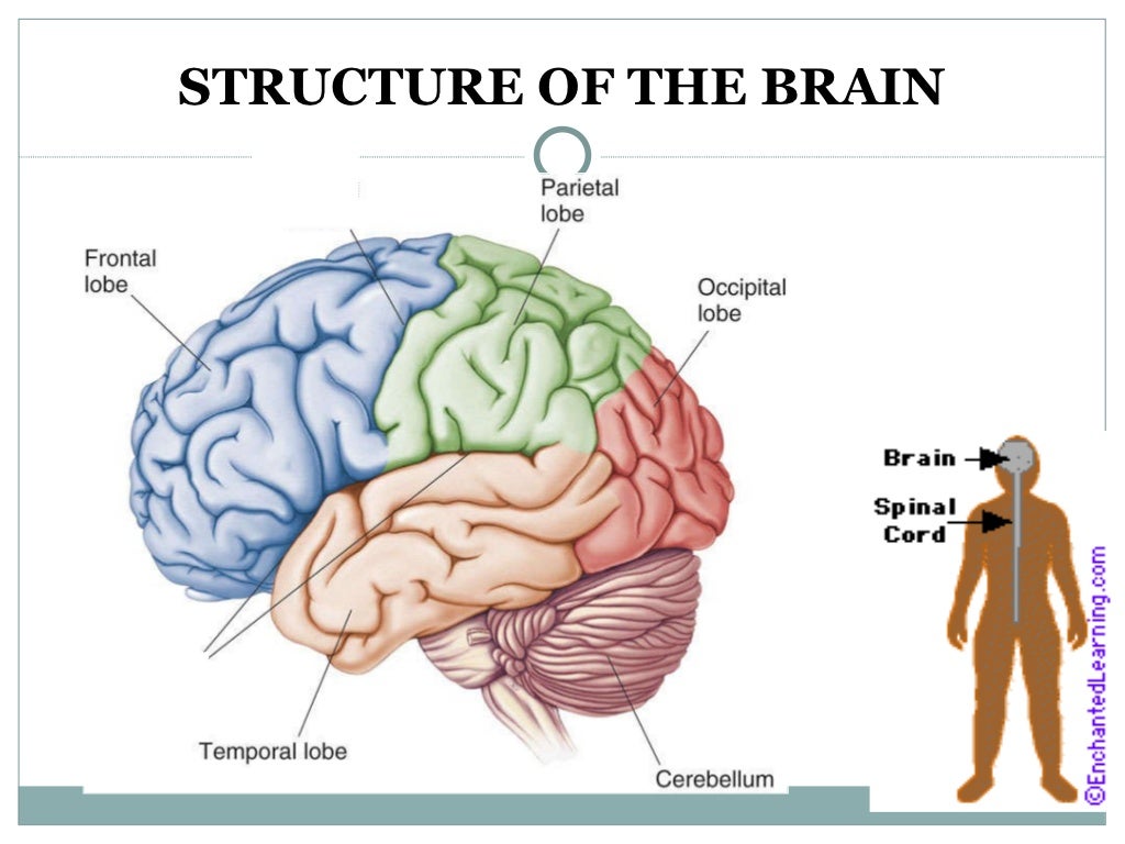 presentation on human brain