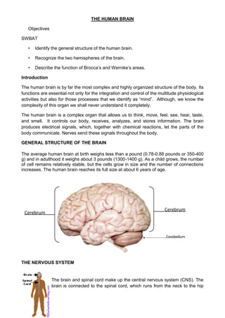 THE HUMAN BRAIN<br />Objectives <br />SWBAT<br />Identify the general structure of the human brain.<br />Recognize the two hemispheres of the brain.<br />Describe the function of Brocca’s and Wernike’s areas. <br />Introduction<br />The human brain is by far the most complex and highly organized structure of the body. Its functions are essential not only for the integration and control of the multitude physiological activities but also for those processes that we identify as “mind”.  Although, we know the complexity of this organ we shall never understand it completely.   <br />The human brain is a complex organ that allows us to think, move, feel, see, hear, taste, and smell.  It controls our body, receives, analyzes, and stores information. The brain produces electrical signals, which, together with chemical reactions, let the parts of the body communicate. Nerves send these signals throughout the body. <br />GENERAL STRUCTURE OF THE BRAIN<br />The average human brain at birth weighs less than a pound (0.78-0.88 pounds or 350-400 g) and in adulthood it weighs about 3 pounds (1300-1400 g). As a child grows, the number of cell remains relatively stable, but the cells grow in size and the number of connections increases. The human brain reaches its full size at about 6 years of age.<br />CerebrumCerebrumCerebellum<br />THE NERVOUS SYSTEM <br />left0The brain and spinal cord make up the central nervous system (CNS). The brain is connected to the spinal cord, which runs from the neck to the hip area. The spinal cord carries nerve messages between the brain and the body.<br />The brain and spinal cord are made up of many cells, including the neurons. Neurons are cells that send and receive electro-chemical signals to and from the brain and nervous system. There are about 100 billion neurons in the brain. <br />The neuron <br />442722015240The neuron consists of a cell body (or soma) with ranching dendrites (signal receivers) and a projection called an axon, which conducts the nerve signal. At the other end of the axon, the axon terminals transmit the electro-chemical signal across a synapse (the gap between the axon terminal and the receiving cell). <br />Unlike most other cells, once neurons are damaged they cannot regenerate. <br />2976880179070Structure of the brain<br />The brain has three main parts, the cerebrum, the cerebellum, and the brain stem. The brain is divided into regions that control specific functions.<br />Moreover, the brain is divided into two hemispheres. The cerebral hemispheres are connected to each other by the corpus callosum. <br />There are four regions: frontal lobe, parietal lobe, temporal lobe and occipital lobe.<br />The Cerebrum is the largest division of the brain.  It is divided into two hemispheres, each of which is divided into four lobes. <br />Longitudinal FissureLeft hemisphere Right hemisphere <br />FOUR LOBES<br />The frontal lobe<br />Broca’s Area – Controls facial neurons, speech, and language comprehension.  Located on Left Frontal Lobe. Broca’s Aphasia – Results in the ability to comprehend speech, but the decreased motor ability (or inability) to speak and form words.<br />It is located deep to the Frontal Bone of the skull. It plays an integral role in the following functions/actions:<br />-  Memory Formation;  Emotions; Decision Making/Reasoning; and  Personality<br />Broca’s Area – Controls facial neurons, speech, and language comprehension.  Located on Left Frontal Lobe.<br /> Broca’s Aphasia – Results in the ability to comprehend speech, but the decreased motor ability (or inability) to speak and form words.<br />The parietal lobe<br />It plays a major role in the following functions/actions:<br />- Senses and integrated sensation(s); Spatial awareness and perception<br />3. Occipital lobe<br />Its primary function is the: processing, integration, and interpretation of vision and visual stimuli. <br />4. Temporal lobe<br />It plays an integral role in the following functions:<br />Hearing<br />Organization/Comprehension of language<br />Information Retrieval  (Memory and Memory Formation)<br />Wernicke’s Area – Language comprehension. Located on the Left Temporal Lobe.<br />- Wernicke’s Aphasia – Language comprehension is inhibited.  Words and sentences are not clearly understood, and sentence formation may be inhibited.<br />- Arcuate Fasciculus - A white matter tract that connects Broca’s Area and Wernicke’s Area through the Temporal, Parietal and Frontal Lobes.  Allows for coordinated, comprehensible speech.  Damage may result in:<br />-  Conduction Aphasia - Where auditory comprehension and speech articulation are preserved, but people find it difficult to repeat heard speech.<br /> Wernicke’s Area – Language comprehension. Located on the Left Temporal Lobe.<br />THE HEMISPHERES OF THE BRAIN<br />The brain is divided into two hemispheres that are roughly mirror images of each other. For instance each of the four lobes is present in both hemispheres. Both of them are connected by a band of nerves called the CORPUS CALLOSUM which carries messages back and forth between the two.   <br />Each hemisphere is connected to half of the body in a criss-crossed way. That’s to say that the motor cortex of the left hemisphere of the brain controls most of the right side of the body; while the right hemisphere motor cortex controls most of the left side.<br />Thus (in this way), a stroke which damages the right hemisphere will result in numbness and paralysis on the left side of the body.<br />In general, the left and right hemispheres of the brain process information in different ways. We tend to process information using our dominant side. However, the learning and thinking process is improved when both sides of the brain participate in a balanced manner. This means strengthening your less dominant hemisphere of the brain. <br />Left and right hemisphere<br />740410170180Optimistic halfPositive emotions- controlPessimistic halfEmotional perceptions <br />NEUROFUNCTIONAL THEORY (LAMENDELLA) <br />Lamendella defines the scope of a neurofunctional approach as follows: <br />“A neurofunctional perspective on language attempts to characterize the neurolinguistic information processing systems responsible for the development and use of language”.<br />This author points out that those who study SLA based on this theory, tend to point out the importance of the brains in the acquisition and development of the language.<br />According to Hatch, there is no single “black box” for language in the brain. By this he means that it is not possible to identify precisely which areas of the brain are associated with language functioning. <br />Therefore, it is better to speak of the “relative contribution of some areas more than others under certain conditions” according to Seliger.<br />Neurofunctional accounts of SLA have considered the contribution of two areas of the brain: the right hemisphere and the areas of the left hemisphere (in particular those known as Wernicke’s and Broca’s areas which closely associated with the comprehension and production of language).<br />Right hemisphere functioning <br />Associated with right hemisphere functioning is the holistic processing and according to Krashen, this hemisphere is responsible for the storing and processing of formulaic speech. Patters and routines constitute formulaic speech are unanalyzed wholes and as such belong to the gestalt (wholes) perception of the right hemisphere. <br />It has also been suggested that right hemisphere involvement in L2 processing will be more evident in the early non-proficient stages than in later, more advances stages of SLA. (Young learners)<br />Selinger has also suggested that the right hemisphere may also be involved in pattern practice in classroom SLA and he argues that this hemisphere may act as an initial staging mechanism for handling patterns which can then be re-examined later in left hemisphere functioning. If this does not happen, the learner will not be able to utilize the forms that have been drilled in the construction of spontaneous creative speech. This explains the fact that formal language does not appear to facilitate natural language use immediately.<br />Left hemisphere functioning <br />The left hemisphere is associated with creative language use, this includes syntactic and semantic processing and the motor operations involved in speaking and writing. However, it is not clear where these functions are localized.  <br />There are two main areas associated with language.<br />5416551751965	            LEFT		One-at-a time processing.Sequential: A to B to C.Looks at details.Receptive to verifiable aspects of the world.A splitter (distinction is important).Talks, and talks and talks.Knows “how” Lineal thinking RIGHT All-at-once processingSimultaneousLook at the whole Receptive to qualitative aspects of the world (feelings)A lumper (conecctedness is important, puts everything together) Mute ,uses pictures not words.Knows “what”Majestic thinking SIGN MINDDESIGN MIND22225104775BROCA’S AREAWERNICKE’S  AREAThis area is located just anterior to the motor cortex which controls movements of the lips, tongue, jaw, and vocal cords.Damage to this area results in slow and laboured speech, but is does not affect comprehension.This area partially surrounds the auditory cortex.Damage to this area results in speech that is fluent but also meaningless, and it  also affects comprehension of language(spoken and written).<br />Linear Vs. Holistic Processing<br />The left side of the brain processes information in a linear manner. It processes from part to whole. It takes pieces, lines them up, and arranges them in a logical order; then it draws conclusions. <br />The right brain however, processes from whole to parts, holistically. It starts with the answer. It sees the big picture first, not the details. If you are right-brained, you may have difficulty following a lecture unless you are given the big picture first. <br />Sequential Vs. Random Processing<br />In addition to thinking in a linear manner, the left brain processes in sequence. The left brained person is a list maker. If you are left brained, you would enjoy making master schedules and daily planning. You complete tasks in order and take pleasure in checking them off when they are accomplished. <br />By, contrast, the approach of the right-brained student is random. If you are right-brained, you may move quickly from one task to another. You will get just as much done, but perhaps without having addressed priorities. An assignment may be late or incomplete, not because you weren't working but because you were working on something else. Because the right side of the brain is color sensitive, you might try using colors to learn sequence, making the first step green, the second blue, the last red. <br />Symbolic Vs. Concrete Processing<br />The left brain has no trouble processing symbols, such as letters, words, and mathematical notations. The left brained person tends to be comfortable with linguistic and mathematical problems. Left-brained students will probably just memorize vocabulary words or math formulas. <br />The right brain, on the other hand, wants things to be concrete. The right brain person wants to see, feel, or touch the real object. They prefer to see words in context, to see how the formula works. To use your right brain, create opportunities for hands-on activities, use something real whenever possible. You may also want to draw out a math problem or illustrate your notes.<br />Logical Vs. Intuitive Processing<br />The left brain processes in a linear, sequential, logical manner. When you process on the left side, you use information piece by piece to solve a math problem or work out a science experiment. When you read and listen, you look for the pieces so that you can draw logical conclusions. <br />If you process primarily on the right side of the brain, you use intuition. You may know the right answer to a math problem but not be sure how you got it. You may have to start with the answer and work backwards. In writing, it is the left brain that pays attention to mechanics such as spelling, agreement, and punctuation. But the right side pays attention to coherence and meaning; that is, your right brain tells you it quot;
feelsquot;
 right.<br />Verbal Vs. Nonverbal Processing<br />Left brain students have little trouble expressing themselves in words. <br />Right brain students may know what they mean, but often have trouble finding the right words. <br />Men’s and women’s learning styles and capacities<br />What Cortical Region of the brain would these doctors be stimulating?<br />Bibliography<br />Understanding Psychology” –Fourth Edition, Random House School Division.<br />“Biology” Chapter 43 – Integration and control IV: The vertebrate Brain. Helena Curtis & N. Sue Barnes.<br />“Theories of Second Language Acquisition” – Rod Ellis<br />“The Human Brain” - Harvard University LS/HHMI High School Science - Multiple Diagrams of the Human Brain. outreach.mcb.harvard.edu/teachers/Summer05/.../Human_brain.ppt <br />www.bbc.co.uk - BBC homepage – the brain<br />