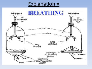 The Human Breathing Mechanism PPTX The Human Breathing Mechanism PPTX